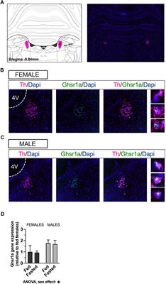 From the stomach to locus coeruleus: new neural substrate for ghrelin’s effects on ingestive, motivated and anxiety-like behaviors